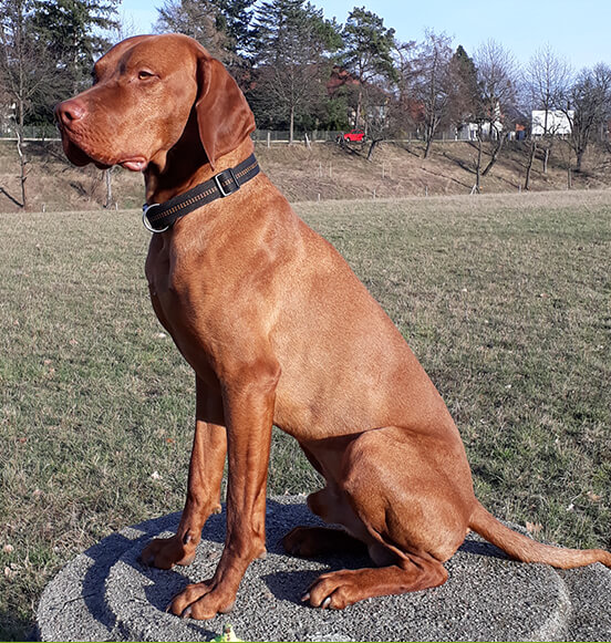 Hugo von der Dresdner Heide